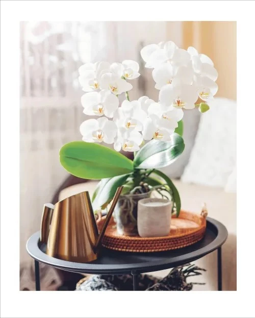 Grow Orchids. Essential Know-how and Expert Advice for Gardening Success