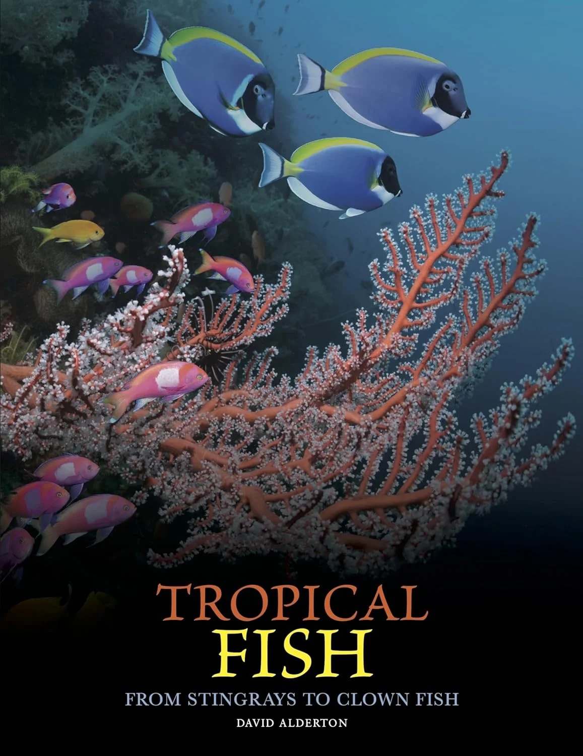 Tropical Fish: From Stingrays to Clown Fish