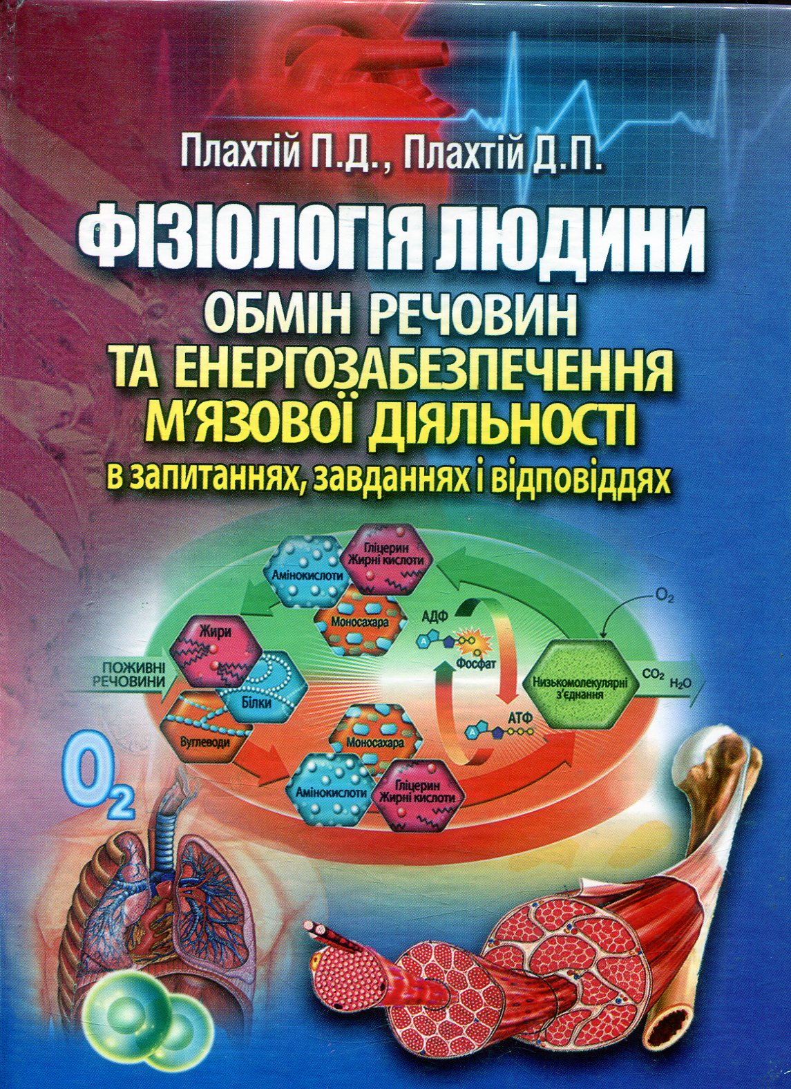 Фізіологія людини: обмін речовин та енергозабезпечення м'язової діяльності