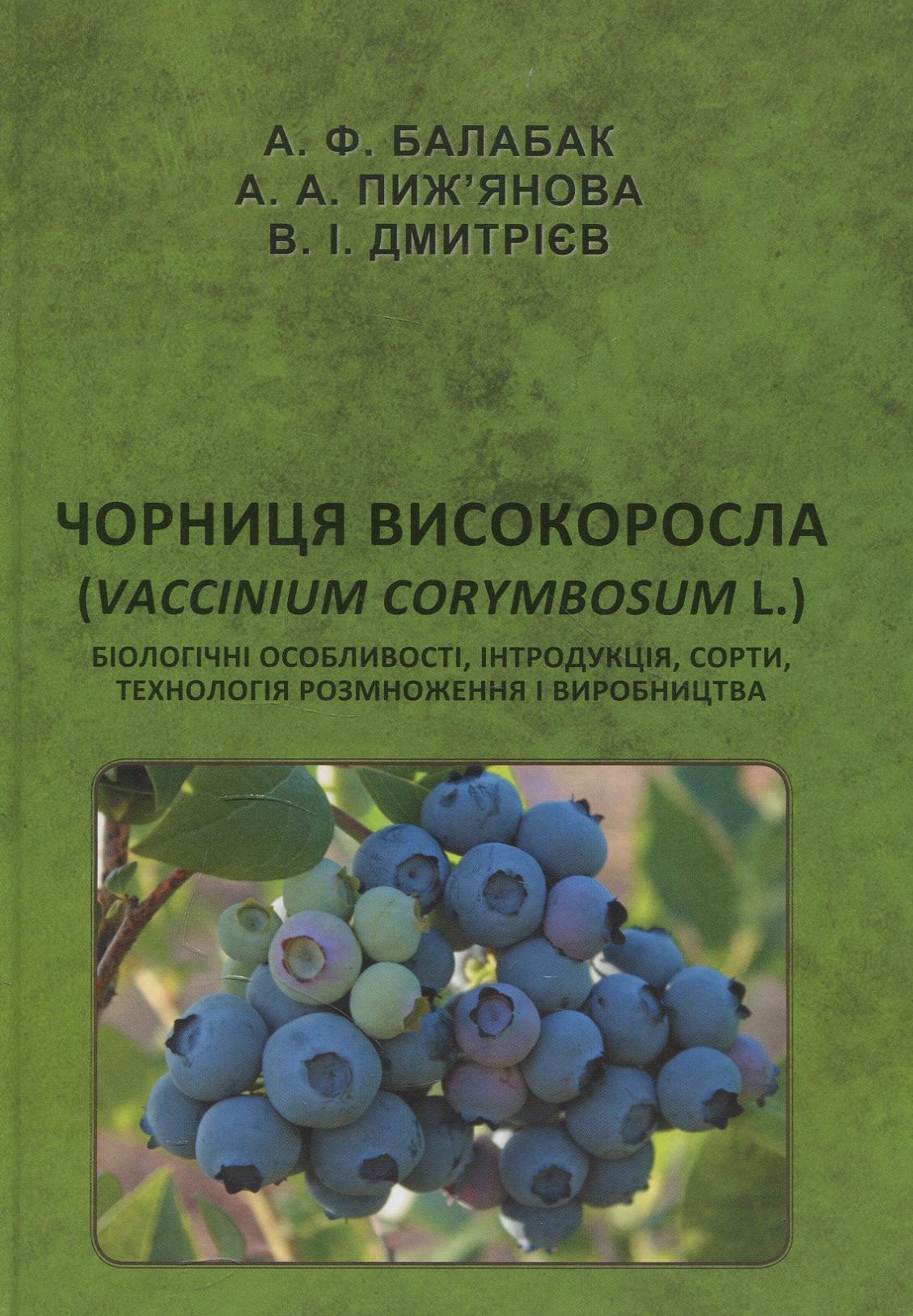 Чорниця високоросла