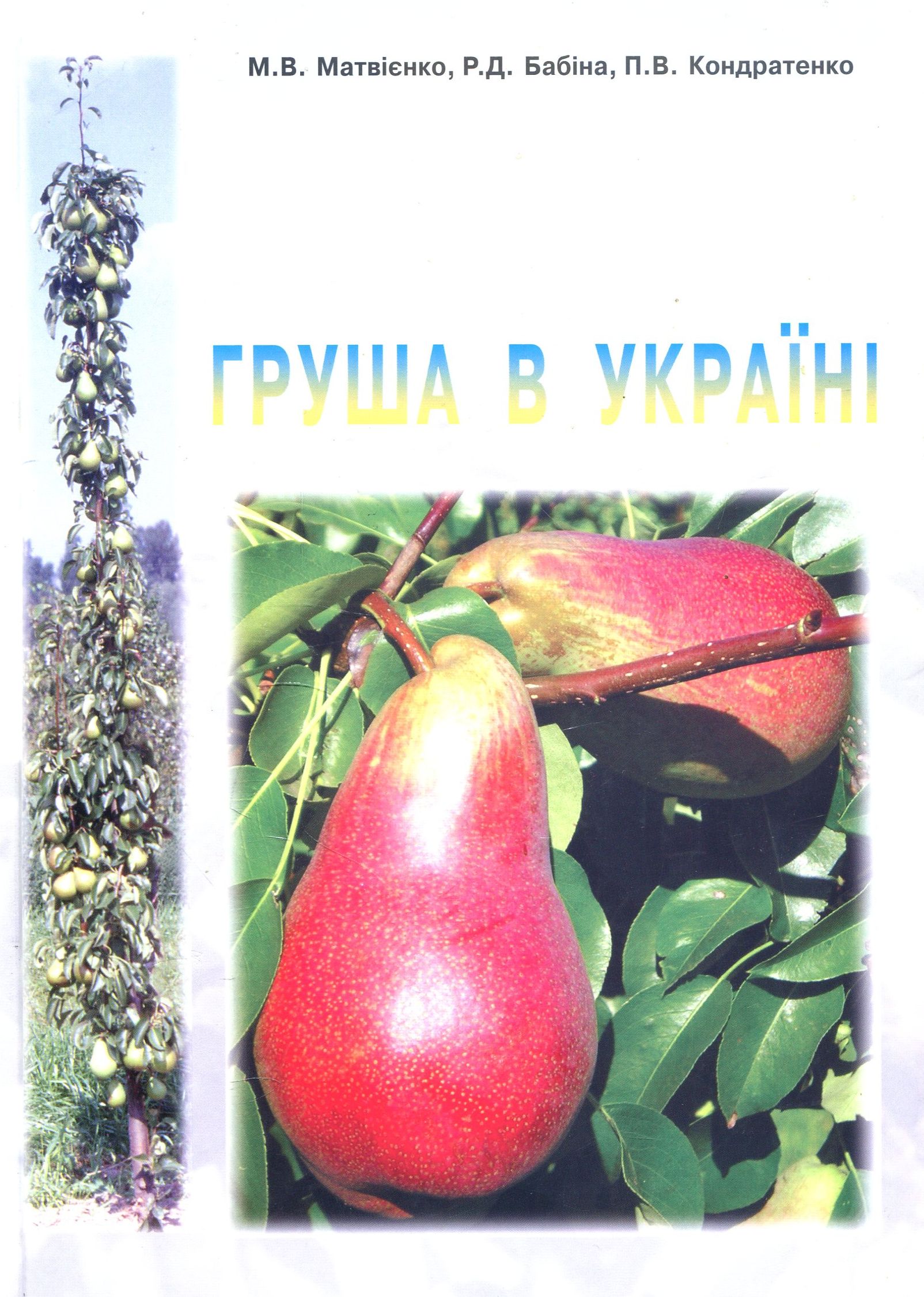 Груша в Україні